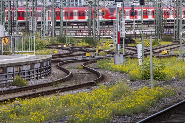 Track apron with rails and switches