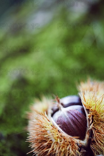 Sweet chestnut