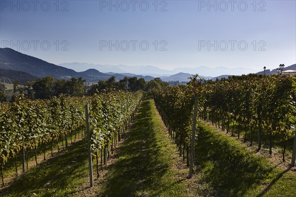 Taggenbrunn Castle Winery