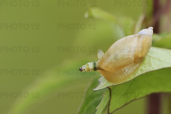 Common amber snail
