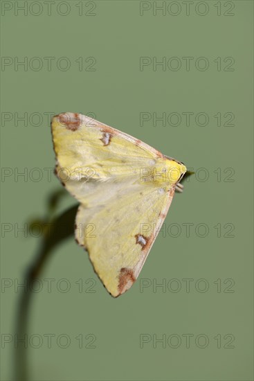 Yellow moth or brimstone moth