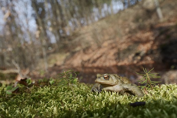 Common toad