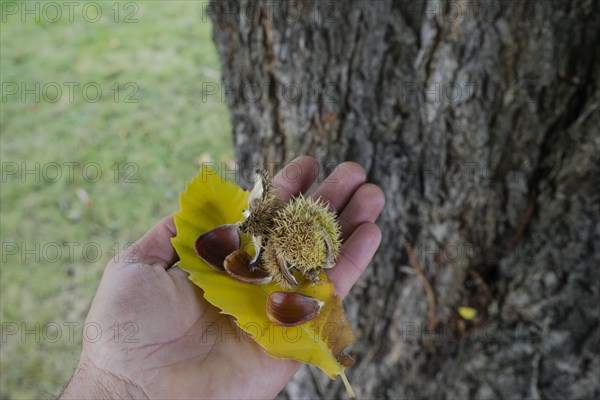 Sweet chestnut