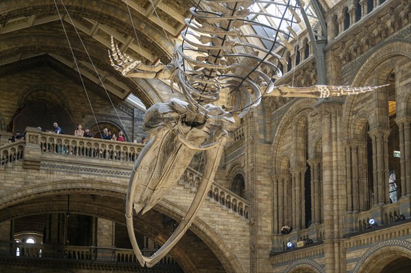 Blue whale skeleton