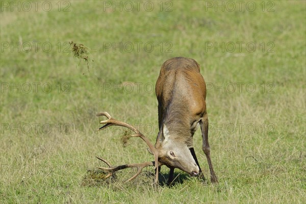 Red deer