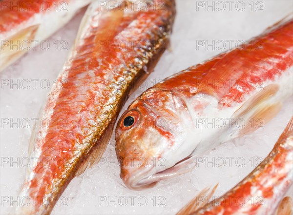 Close up fresh red fish ice