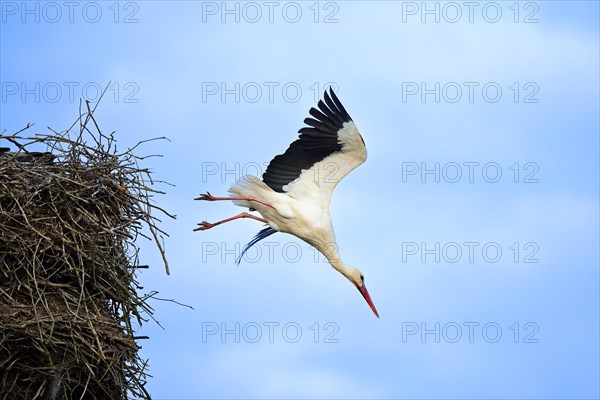 White stork