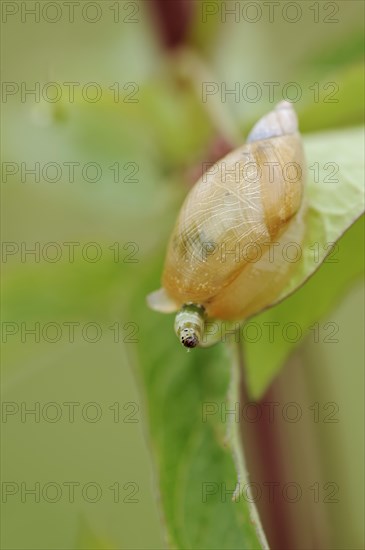 Common amber snail