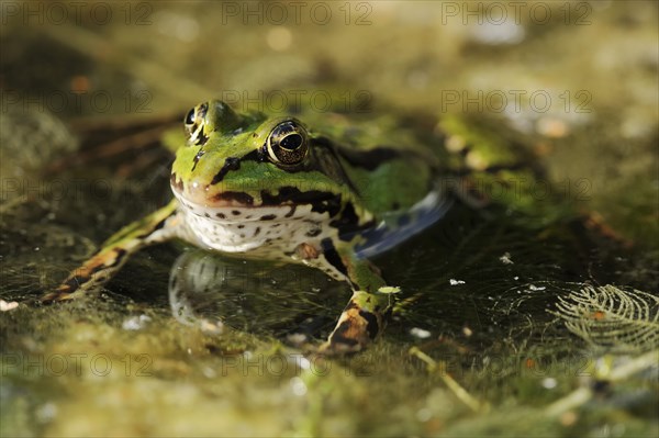 Green frog