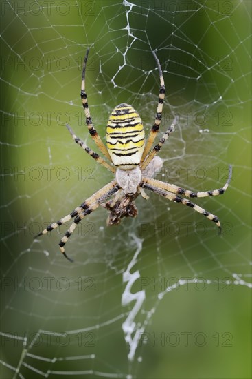 Wasp spider