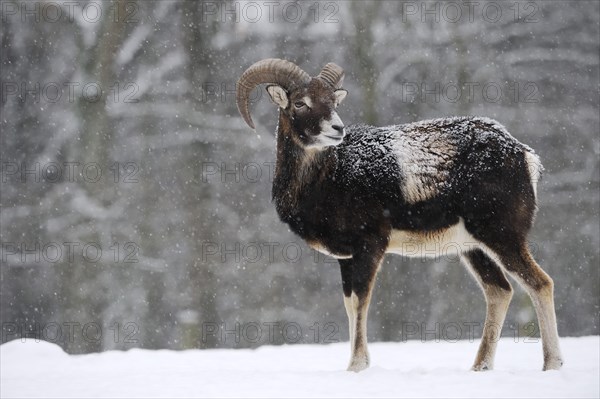 European mouflon