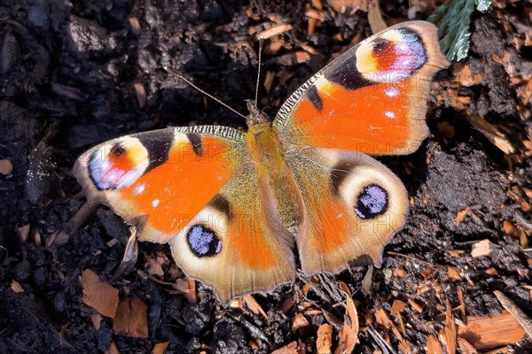 Extreme close-up details of butterfly wing butterfly european peacock