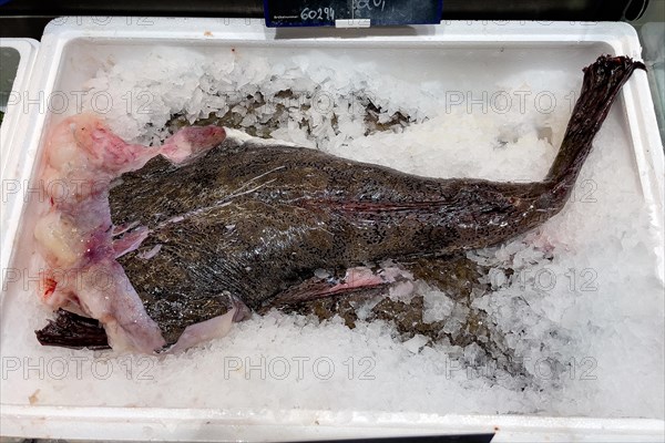 Display of fish caught fish tail body of monkfish