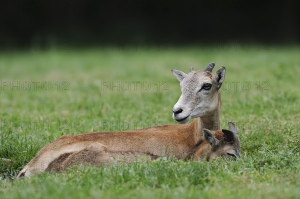 European mouflon