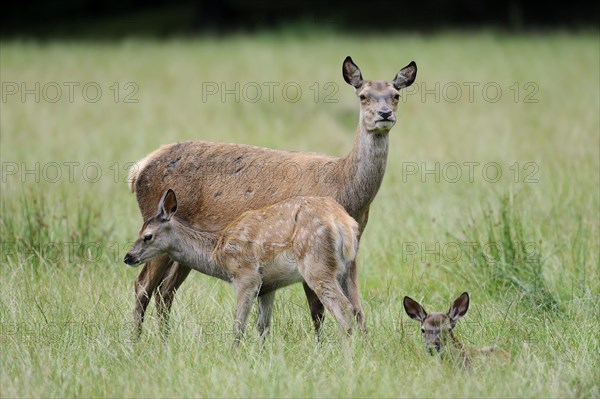 Red deer