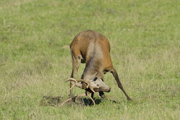 Red deer