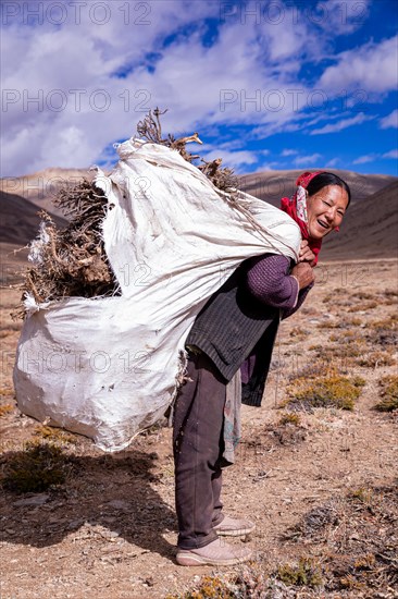 A Changpa nomad collects twigs and roots to be used to make fire