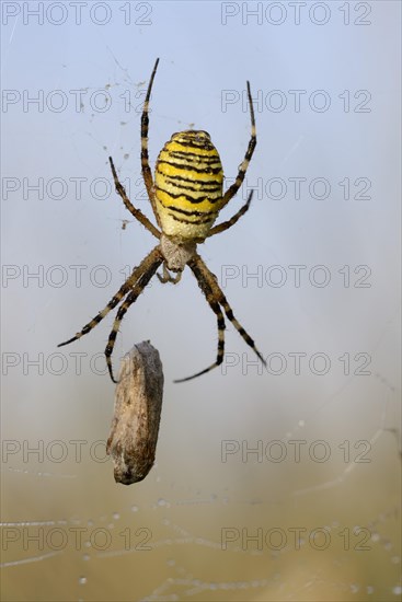 Wasp spider