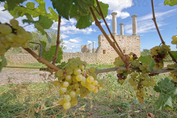 Ripe grapes on the vine