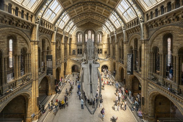 Blue whale skeleton