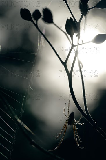 Spider in a spider web