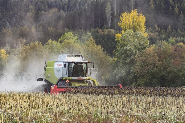 Harvesting sunflowers