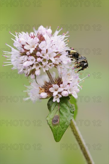 Common furrow bee or common narrow bee