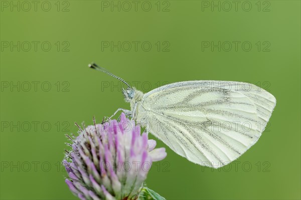 Green-veined white