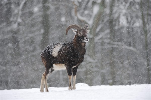 European mouflon