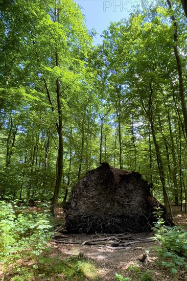 View of exposed torn roots of storm toppled fallen tree with shallow shallow root system short tree roots lies in mixed forest