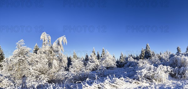 Snowy landscape in the Black Forest near Baiersbronn