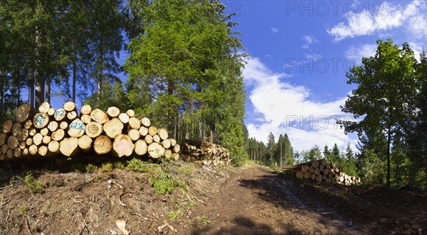 Timber harvest near Furtwangen im Schwarzwald