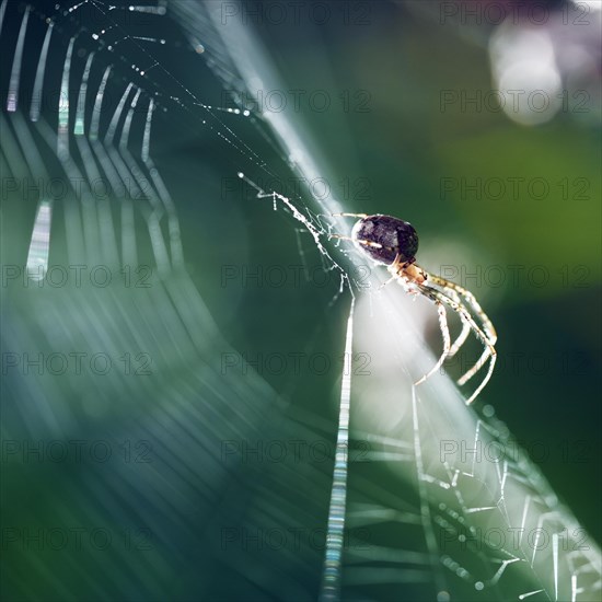 Spider in a spider web