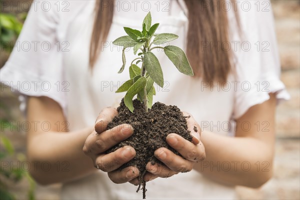 Close up female gardener s hand holding seedling
