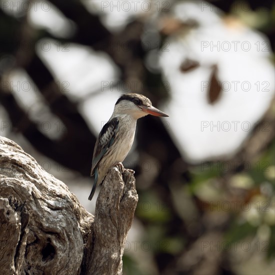 Striped kingfisher