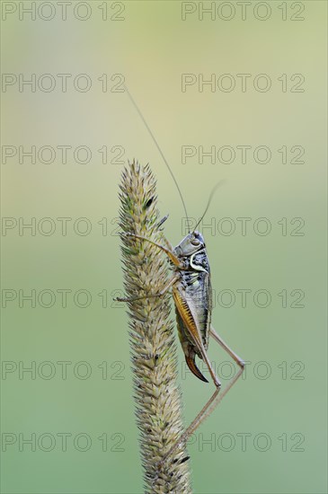 Roesel's bush-cricket