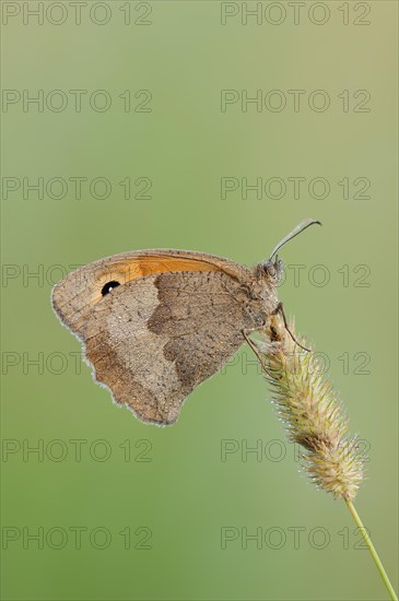 Meadow brown