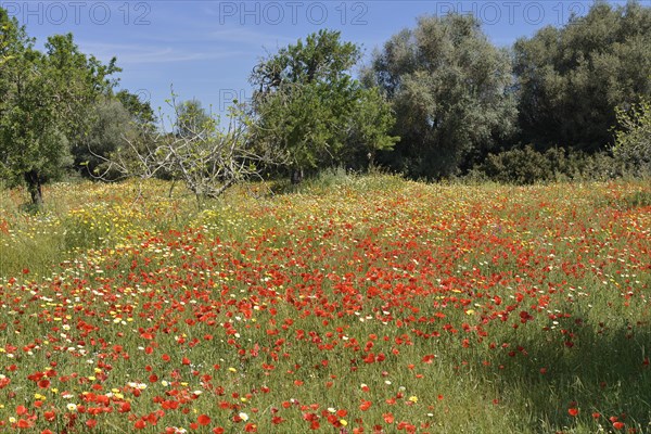 Flowering meadow with poppy flowers