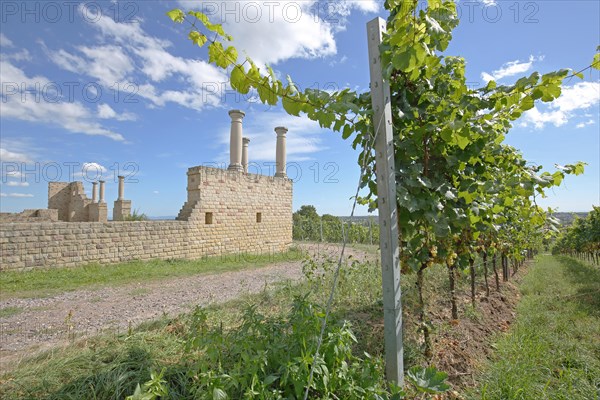 Vine with tendrils