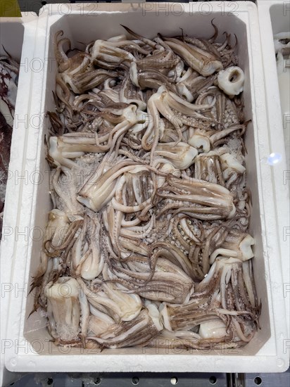 Display of caught fish Fresh fish tentacles of Argentine shortfin squid