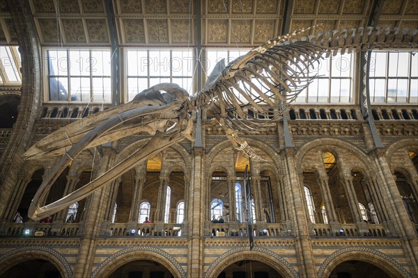 Blue whale skeleton