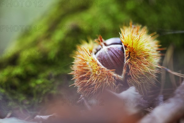 Sweet chestnut