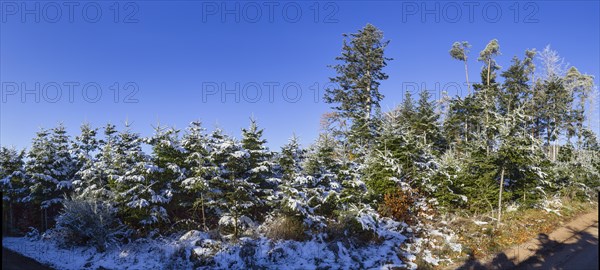 Snow-covered european silver firs