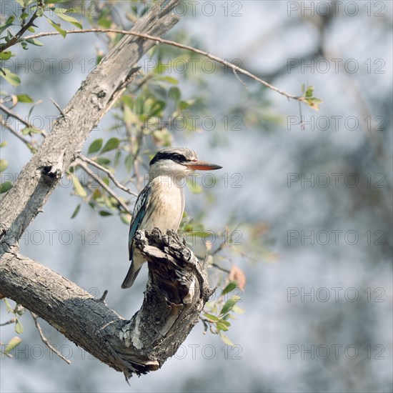 Striped kingfisher