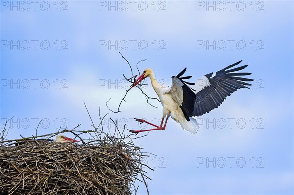 White stork