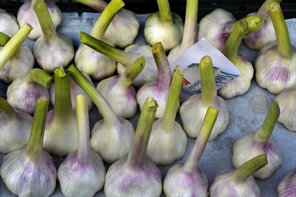 Fresh garlic cloves