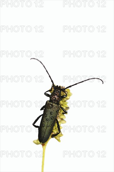 Musk beetle