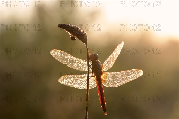 Scarlet dragonfly