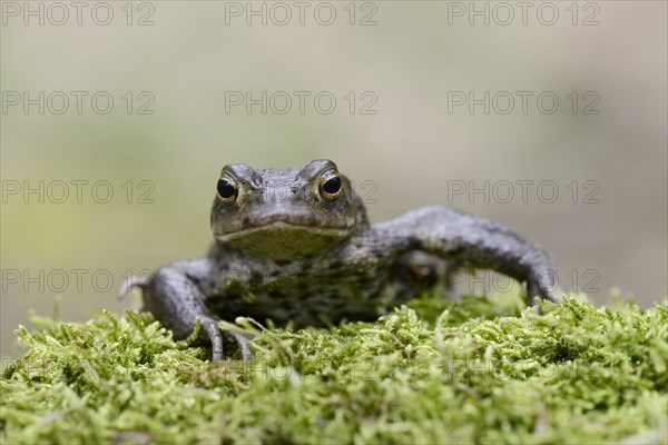 Common toad