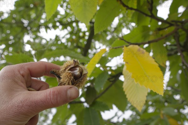 Sweet chestnut